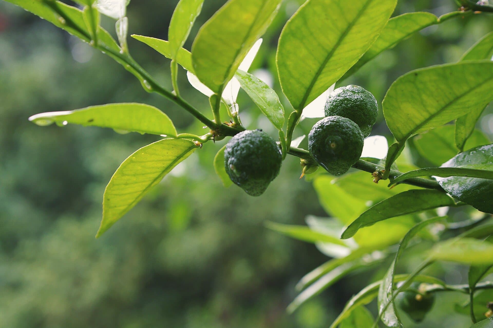 Clusters of small green sudachi on a branch